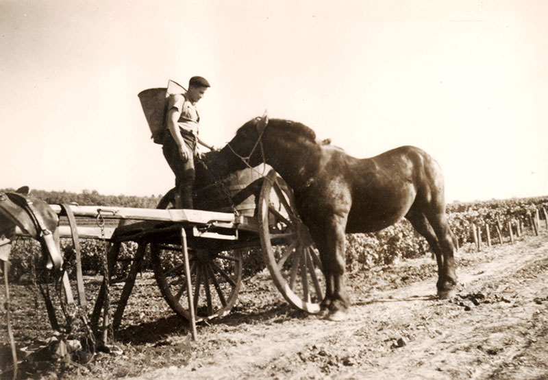 Vendanges dans les années 1950