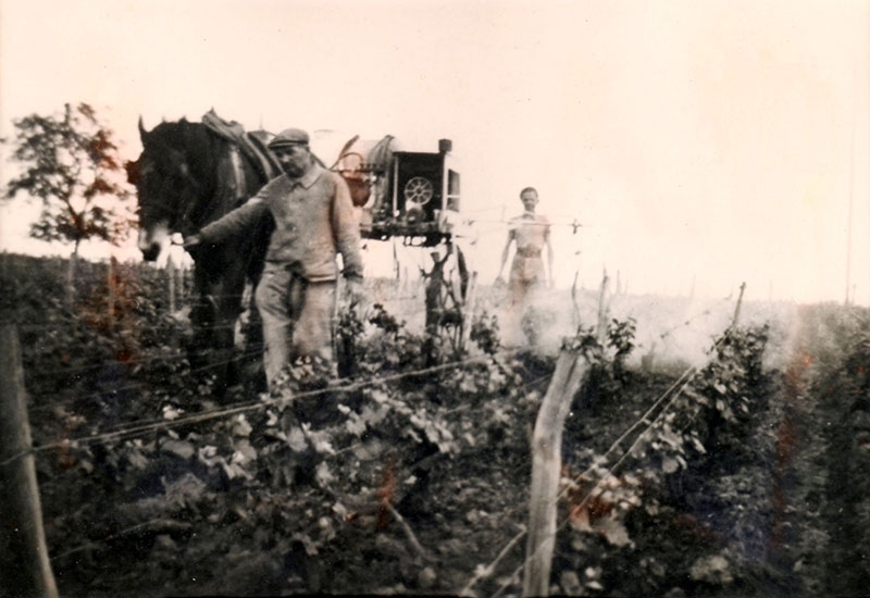 Traitement des vignes en 1955